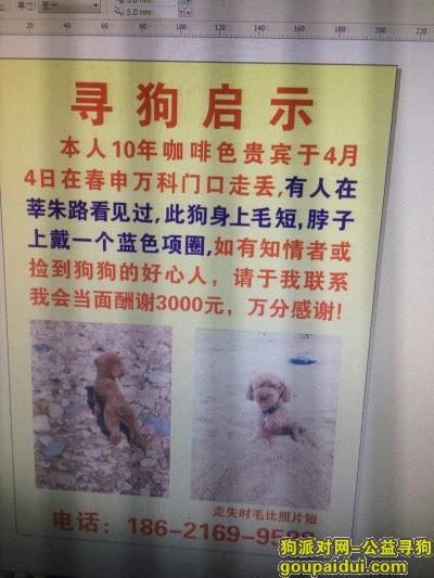 【上海找狗】，上海闵行寻找咖啡色戴蓝色项圈贵宾犬，它是一只非常可爱的宠物狗狗，希望它早日回家，不要变成流浪狗。