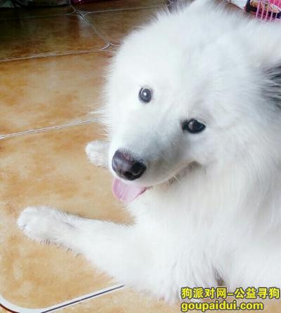 重庆渝北区花卉园捡到一只萨摩耶，它是一只非常可爱的宠物狗狗，希望它早日回家，不要变成流浪狗。