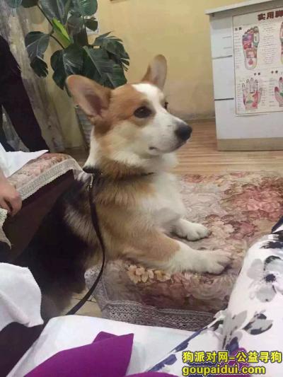 【成都找狗】，一岁柯基宝宝 公 三色 翡翠城5期中国银行附近走丢，它是一只非常可爱的宠物狗狗，希望它早日回家，不要变成流浪狗。