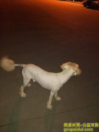 寻找三峡大学丢失的金毛狗，它是一只非常可爱的宠物狗狗，希望它早日回家，不要变成流浪狗。
