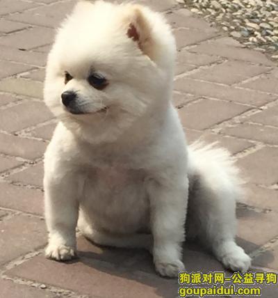 【上海找狗】，松江文翔路白色博美丢失，它是一只非常可爱的宠物狗狗，希望它早日回家，不要变成流浪狗。