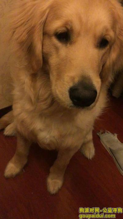 【盐城找狗】，寻狗启示 我家宝贝11个月，它是一只非常可爱的宠物狗狗，希望它早日回家，不要变成流浪狗。