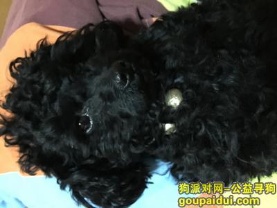 【北京找狗】，丰台区，东森市场走失黑色泰迪犬！，它是一只非常可爱的宠物狗狗，希望它早日回家，不要变成流浪狗。