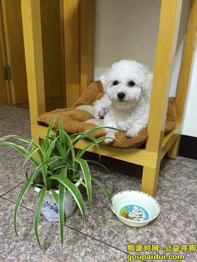 【郑州找狗】，请大家帮帮忙寻狗启示必有重谢，它是一只非常可爱的宠物狗狗，希望它早日回家，不要变成流浪狗。