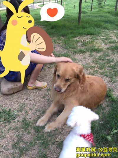 【郑州捡到狗】，金毛，宠物店看过大概三岁左右，它是一只非常可爱的宠物狗狗，希望它早日回家，不要变成流浪狗。