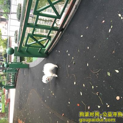 【上海找狗】，普陀区中远两湾城博美被盗寻狗，它是一只非常可爱的宠物狗狗，希望它早日回家，不要变成流浪狗。