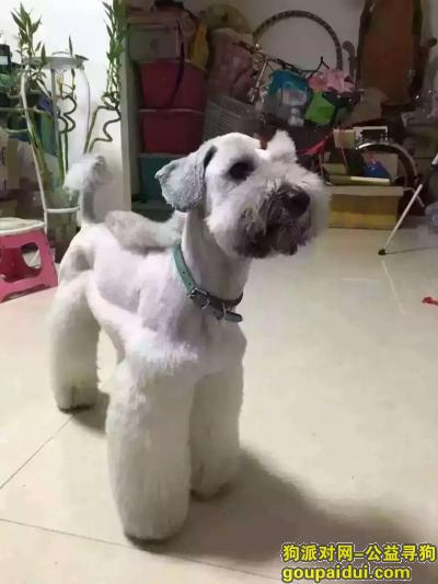 西安长安路陕西省旅游局门口重金寻找雪纳瑞，它是一只非常可爱的宠物狗狗，希望它早日回家，不要变成流浪狗。
