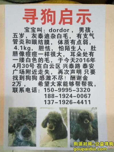 【广州找狗】，广州白云区寻找爱犬-灰色泰迪，它是一只非常可爱的宠物狗狗，希望它早日回家，不要变成流浪狗。