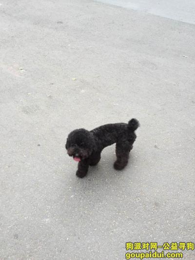 【北京捡到狗】，安贞附近捡到一只黑色泰迪，它是一只非常可爱的宠物狗狗，希望它早日回家，不要变成流浪狗。
