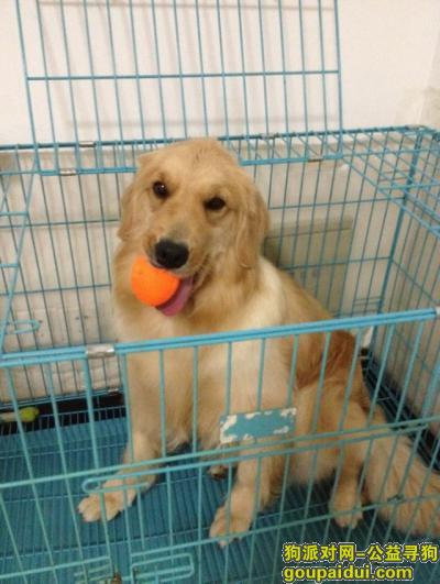 洛阳市汝阳县古严庄村附近走失，金毛母狗5岁了，它是一只非常可爱的宠物狗狗，希望它早日回家，不要变成流浪狗。