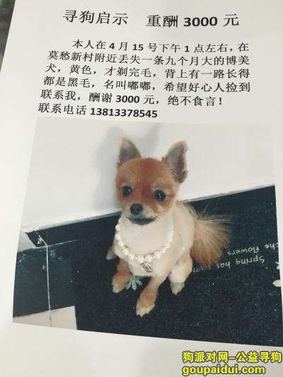 南京丢狗，寻狗启示、重酬3000，它是一只非常可爱的宠物狗狗，希望它早日回家，不要变成流浪狗。
