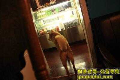 【上海找狗】，已找回，它是一只非常可爱的宠物狗狗，希望它早日回家，不要变成流浪狗。