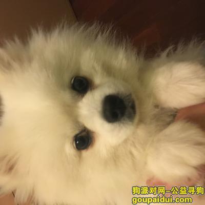 上海寻狗启示，刚刚没贴联系方式现在补上，它是一只非常可爱的宠物狗狗，希望它早日回家，不要变成流浪狗。