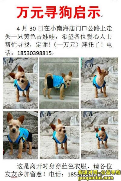 万元寻狗启示～安阳县小南海丢失爱犬吉娃娃一只，它是一只非常可爱的宠物狗狗，希望它早日回家，不要变成流浪狗。