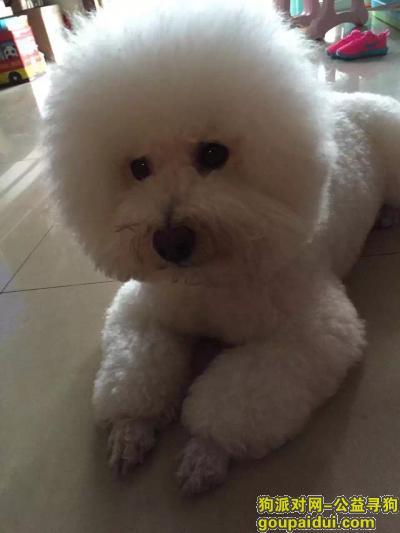 #成都寻狗#  白色中型比熊，它是一只非常可爱的宠物狗狗，希望它早日回家，不要变成流浪狗。