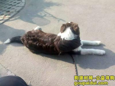 【北京捡到狗】，寻边牧犬，体型中大与人亲近，它是一只非常可爱的宠物狗狗，希望它早日回家，不要变成流浪狗。
