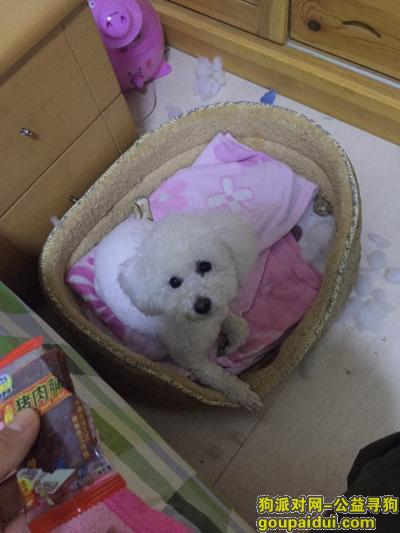 济南找狗，2016.4.29丢失白色比熊，急寻，它是一只非常可爱的宠物狗狗，希望它早日回家，不要变成流浪狗。