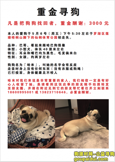 深圳罗湖区仙桐体育公园一带寻一巴哥犬 重酬！，它是一只非常可爱的宠物狗狗，希望它早日回家，不要变成流浪狗。