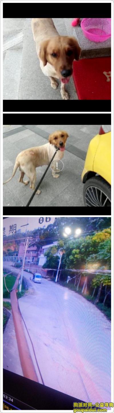 梅州寻狗，五华安流#吉水村#寻皮肤病的金毛犬，它是一只非常可爱的宠物狗狗，希望它早日回家，不要变成流浪狗。