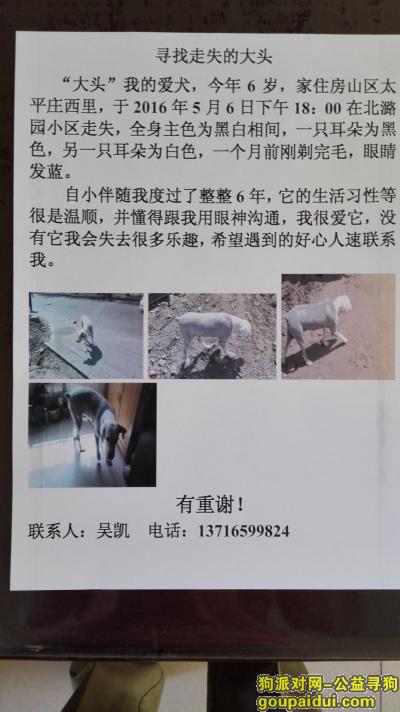 【北京找狗】，寻找丢失的大头，古木今天6岁。，它是一只非常可爱的宠物狗狗，希望它早日回家，不要变成流浪狗。