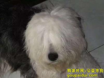 【天津找狗】，寻找爱犬请大家帮帮忙，它是一只非常可爱的宠物狗狗，希望它早日回家，不要变成流浪狗。