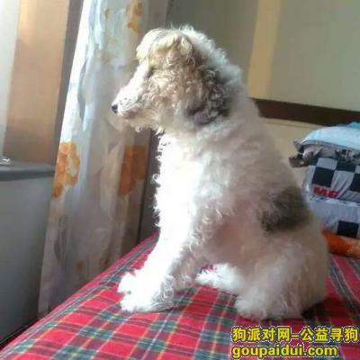 寻找刚毛猎狐梗，上海宝山区海江路宝东路寻找爱犬，它是一只非常可爱的宠物狗狗，希望它早日回家，不要变成流浪狗。