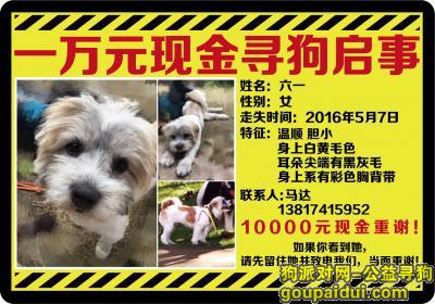 上海青浦松江交界处走丢一只小狗叫六一，它是一只非常可爱的宠物狗狗，希望它早日回家，不要变成流浪狗。