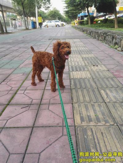 东莞东坑 丢失一只红贵宾(公)，重金酬谢1000元，它是一只非常可爱的宠物狗狗，希望它早日回家，不要变成流浪狗。