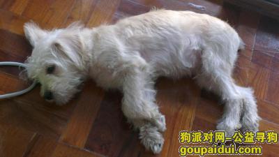 深圳找狗主人，捡到一只米色幼犬串串，它是一只非常可爱的宠物狗狗，希望它早日回家，不要变成流浪狗。