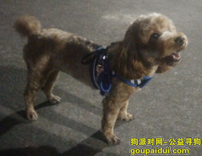 【广州找狗】，海珠区工业大道中纸厂路口附近丢失，重筹，它是一只非常可爱的宠物狗狗，希望它早日回家，不要变成流浪狗。