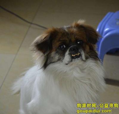 【广州找狗】，广州天河区珠村周边寻狗重酬，它是一只非常可爱的宠物狗狗，希望它早日回家，不要变成流浪狗。