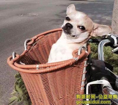 【潍坊找狗】，赏金2000元寻吉娃娃，它是一只非常可爱的宠物狗狗，希望它早日回家，不要变成流浪狗。