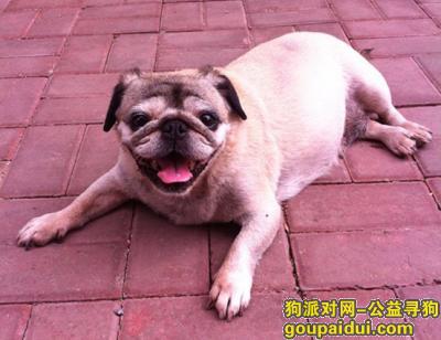 锦州寻狗启示，寻找爱犬！一条13年的老巴哥！，它是一只非常可爱的宠物狗狗，希望它早日回家，不要变成流浪狗。