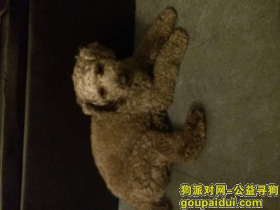【上海找狗】，惠南镇西门路11号捡到一只公泰迪，年纪有点大～失主尽快联系，它是一只非常可爱的宠物狗狗，希望它早日回家，不要变成流浪狗。