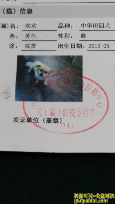 南京寻狗，寻找丢失的小狗欢欢，黄色带白毛的杂交犬，小狗不大，它是一只非常可爱的宠物狗狗，希望它早日回家，不要变成流浪狗。