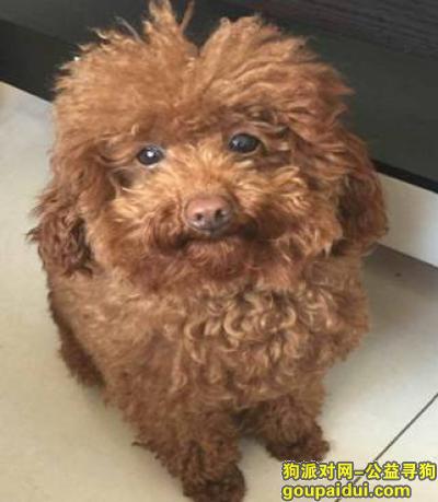 寻找雌性棕色泰迪小狗“优可”,于16年5月6日上午在杭州市区教工路与文二路交界走丢。，它是一只非常可爱的宠物狗狗，希望它早日回家，不要变成流浪狗。