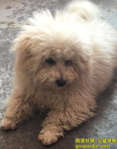 【北京找狗】，丰台云岗附近丢失一只白色比熊，它是一只非常可爱的宠物狗狗，希望它早日回家，不要变成流浪狗。