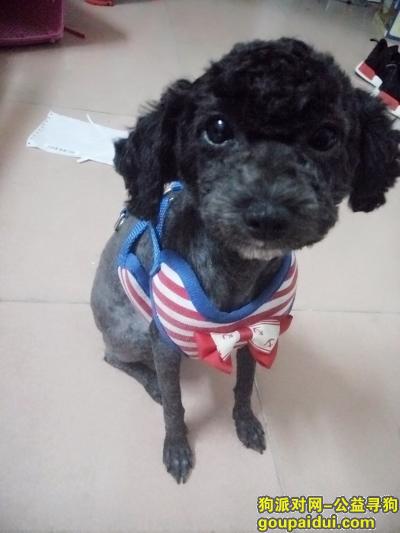 【广州找狗】，黑色小泰迪走失望有见到者与我联系，它是一只非常可爱的宠物狗狗，希望它早日回家，不要变成流浪狗。