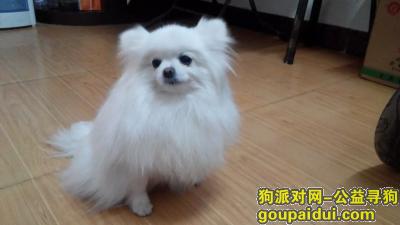 新乡寻狗网，河南省新乡市怡园小区我带白博美犬遛去了。，它是一只非常可爱的宠物狗狗，希望它早日回家，不要变成流浪狗。
