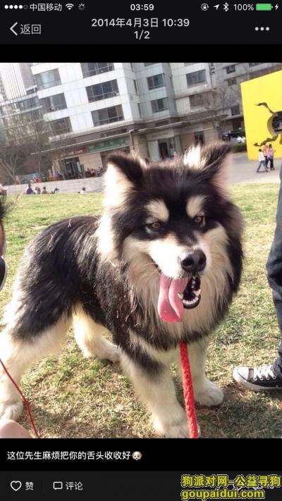 【北京找狗】，寻爱狗！阿拉斯加！公狗！，它是一只非常可爱的宠物狗狗，希望它早日回家，不要变成流浪狗。