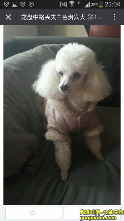 【南京找狗】，5000元寻纯白贵宾犬，它是一只非常可爱的宠物狗狗，希望它早日回家，不要变成流浪狗。