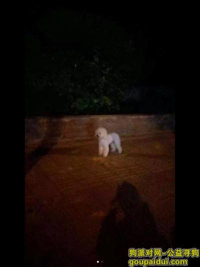 北京东燕郊白泰迪走失，它是一只非常可爱的宠物狗狗，希望它早日回家，不要变成流浪狗。