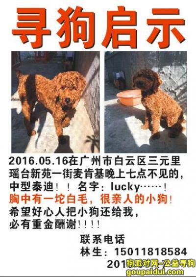【广州找狗】，希望快点找到你 快点回来我，它是一只非常可爱的宠物狗狗，希望它早日回家，不要变成流浪狗。