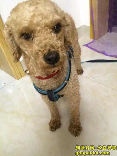 【扬州找狗】，扬州皇都漫城丢失泰迪一只，它是一只非常可爱的宠物狗狗，希望它早日回家，不要变成流浪狗。