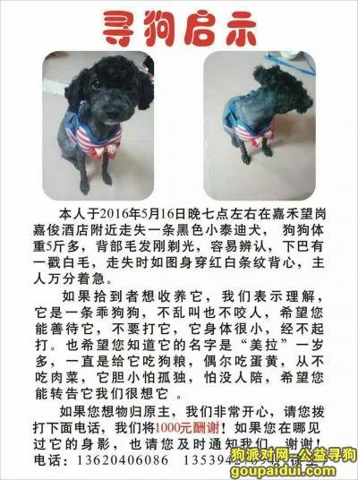 【广州找狗】，黑色小泰迪走失，有见到者与我联系，谢谢！，它是一只非常可爱的宠物狗狗，希望它早日回家，不要变成流浪狗。