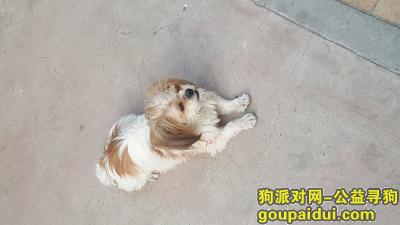 方庄紫芳园六区，迷路小狗一只，它是一只非常可爱的宠物狗狗，希望它早日回家，不要变成流浪狗。
