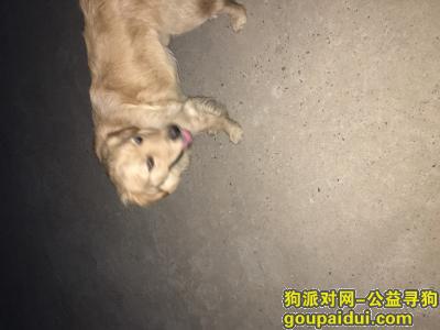 【大连捡到狗】，大连金州三里桥谁家紧密丢了，它是一只非常可爱的宠物狗狗，希望它早日回家，不要变成流浪狗。