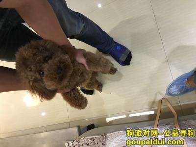 【重庆找狗】，棕色泰迪天工太阳岛小区附近走失，它是一只非常可爱的宠物狗狗，希望它早日回家，不要变成流浪狗。