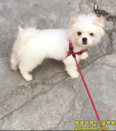 白色小型博美~红色牵狗绳15579115508，它是一只非常可爱的宠物狗狗，希望它早日回家，不要变成流浪狗。