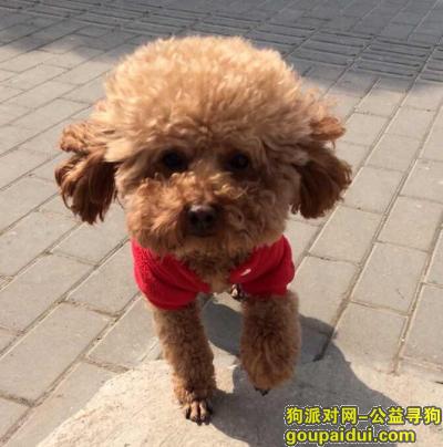 南京找狗，中商万豪走失一名棕色泰迪，它是一只非常可爱的宠物狗狗，希望它早日回家，不要变成流浪狗。